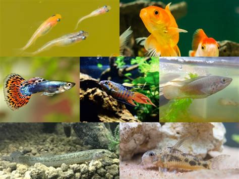 飼養魚|飼いやすい魚10選！アクアリウム初心者におすすめの種類と飼育。